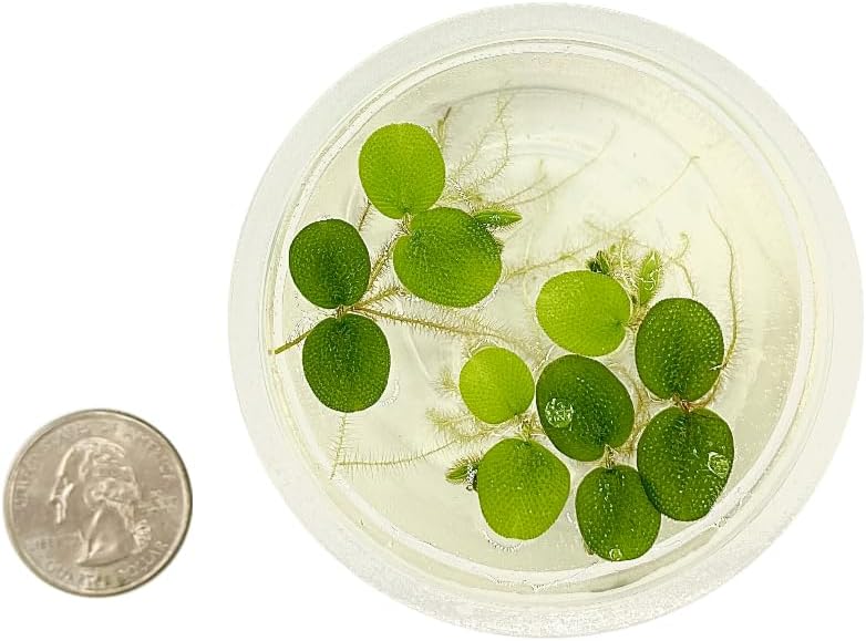 Water Spangle (Salvinia Minima) – 12 Live Floating Aquarium Plants, 60+ Leaves, Natural Fish Shelter & Filtration for Freshwater Tanks & Ponds