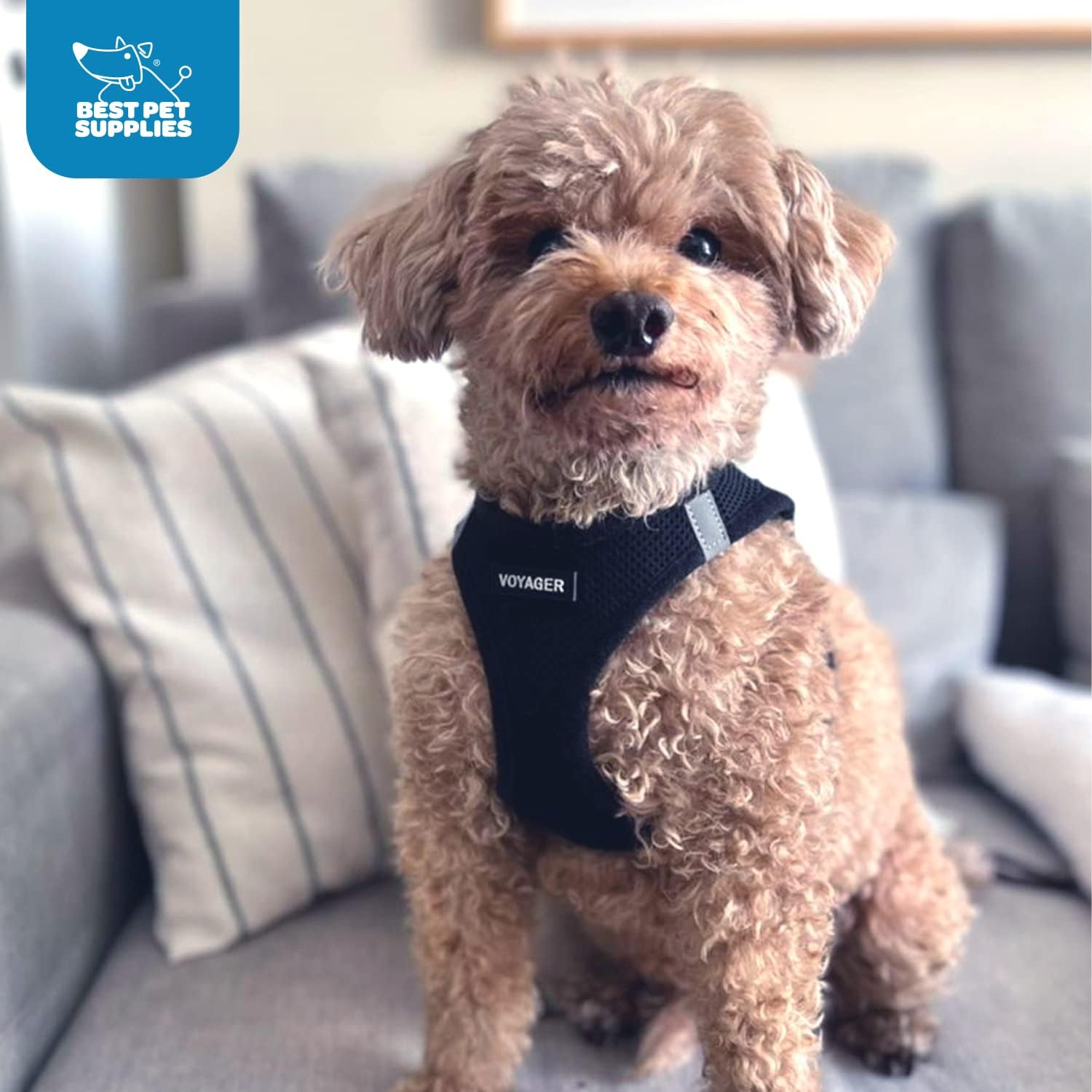 Voyager Step-In Air Dog & Cat Harness – All-Weather No Pull Mesh Vest with Reflective Bands – Black, Large