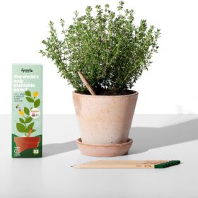 SproutWorld Teacher's Edition Plantable Pencils – 32-Pack Eco-Friendly HB Graphite Wood Pencils with Herb & Flower Seeds | Sustainable Biodegradable Stationery Gift for Educators & Gardening