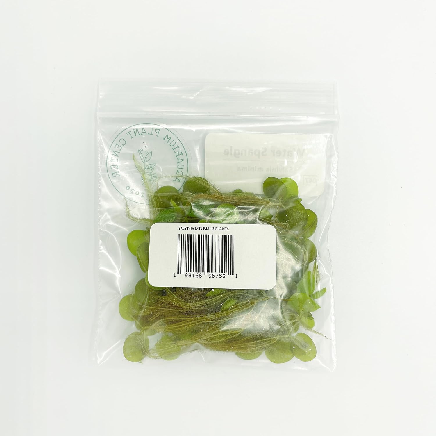 Water Spangle (Salvinia Minima) – 12 Live Floating Aquarium Plants, 60+ Leaves, Natural Fish Shelter & Filtration for Freshwater Tanks & Ponds