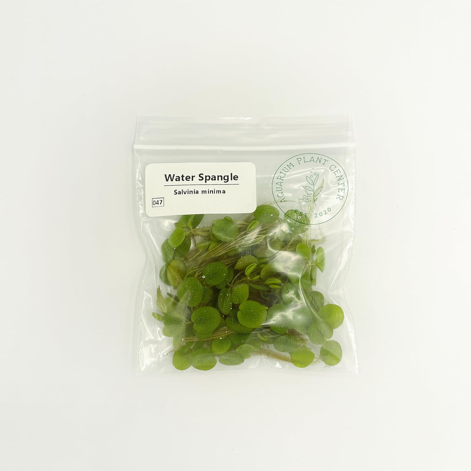 Water Spangle (Salvinia Minima) – 12 Live Floating Aquarium Plants, 60+ Leaves, Natural Fish Shelter & Filtration for Freshwater Tanks & Ponds