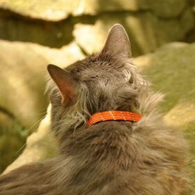 Elasta Cat® Reflective Safety Stretch Collar – Breakaway Elastic Design with Charm for Night Visibility