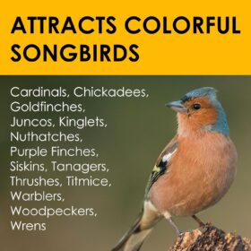 Heath Outdoor Products DD4-10 All-Season No-Melt High Energy Wild Bird Suet Cakes - Value 10 Pack