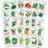 Sereniseed Certified Organic Vegetable Seed Vault – 30 Premium Varieties for Ultimate Garden Survival & Culinary Creations
