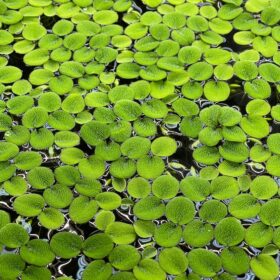 Water Spangle (Salvinia Minima) – 12 Live Floating Aquarium Plants, 60+ Leaves, Natural Fish Shelter & Filtration for Freshwater Tanks & Ponds