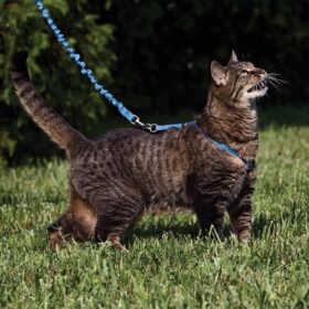 PetSafe Come with Me Kitty Cat Harness & Bungee Leash - Escape-Proof, Adjustable Vest for Outdoor Adventures - Large, Royal Blue
