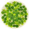 Water Spangle (Salvinia Minima) – 12 Live Floating Aquarium Plants, 60+ Leaves, Natural Fish Shelter & Filtration for Freshwater Tanks & Ponds