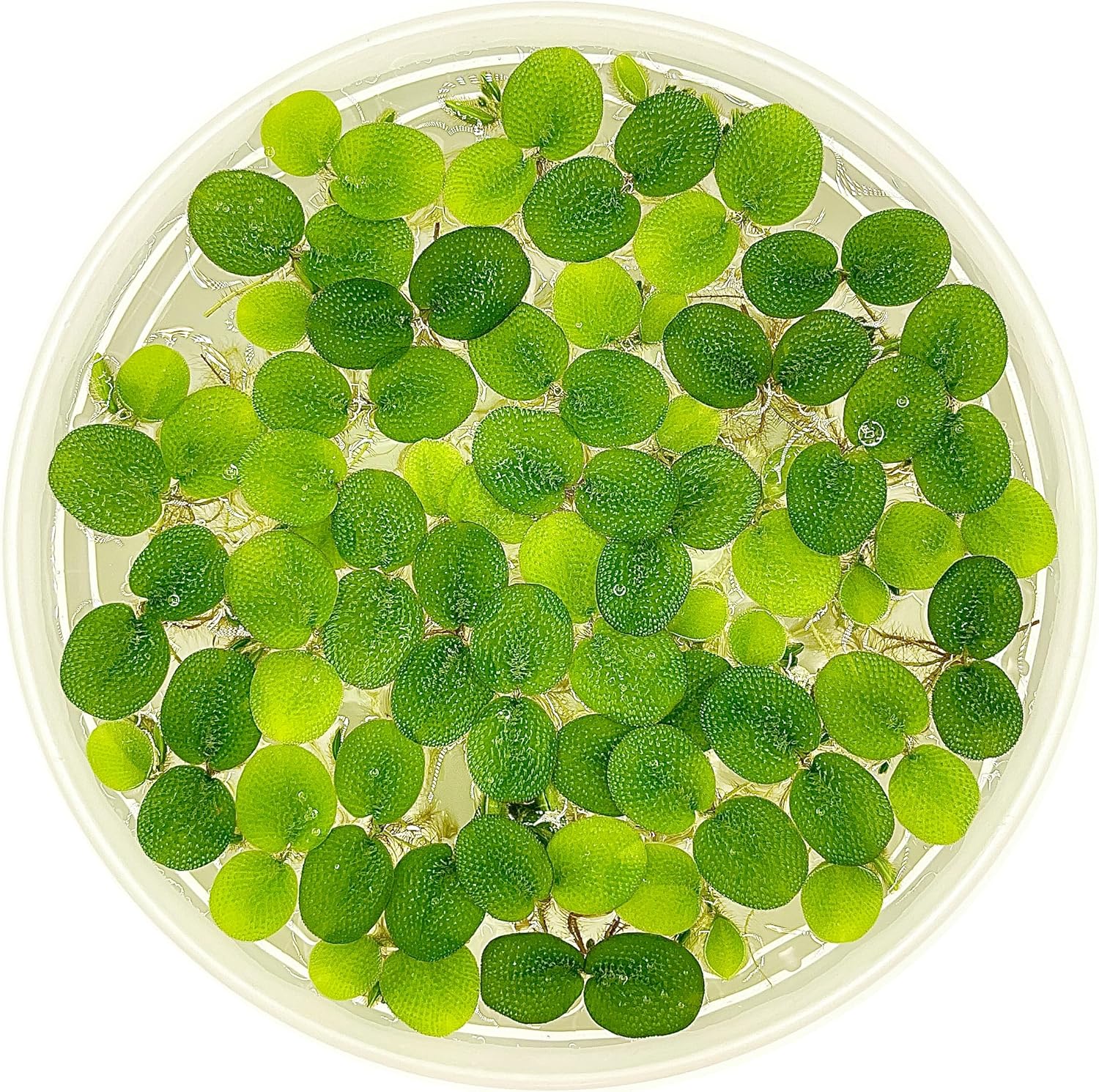 Water Spangle (Salvinia Minima) – 12 Live Floating Aquarium Plants, 60+ Leaves, Natural Fish Shelter & Filtration for Freshwater Tanks & Ponds