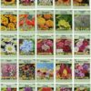 25-Count Bulk Flower Seed Packets Collection – 10+ Premium Varieties, Non-GMO Wildflower & Annual Mix – Perfect for Large Gardens, DIY Landscaping & Gifts