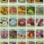 25-Count Bulk Flower Seed Packets Collection – 10+ Premium Varieties, Non-GMO Wildflower & Annual Mix – Perfect for Large Gardens, DIY Landscaping & Gifts