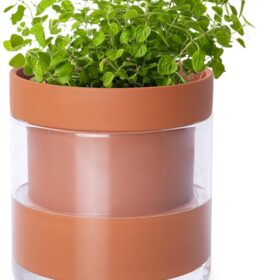 Phoenix Vine 4-Inch Self-Watering Planter – Terracotta Clay Pot with Glass Reservoir for Indoor Plants, Herbs, and Succulents