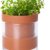 Phoenix Vine 4-Inch Self-Watering Planter – Terracotta Clay Pot with Glass Reservoir for Indoor Plants, Herbs, and Succulents