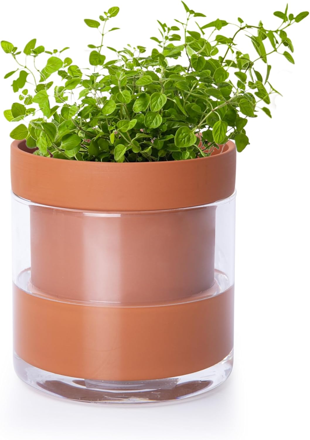 Phoenix Vine 4-Inch Self-Watering Planter – Terracotta Clay Pot with Glass Reservoir for Indoor Plants, Herbs, and Succulents