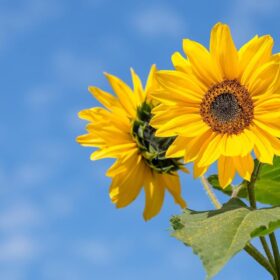 25-Count Bulk Flower Seed Packets Collection – 10+ Premium Varieties, Non-GMO Wildflower & Annual Mix – Perfect for Large Gardens, DIY Landscaping & Gifts