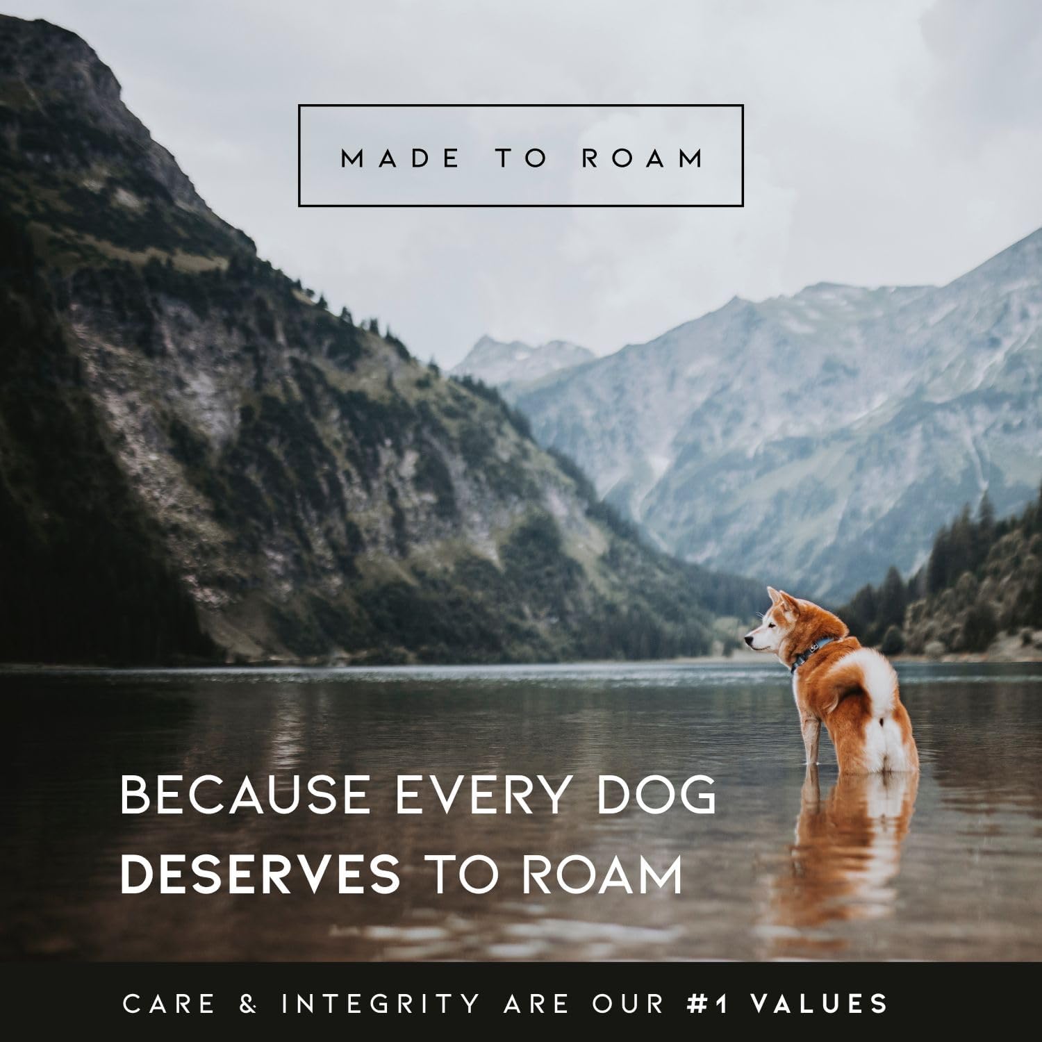 Made to ROAM Premium Heavy Duty Dog Collar – Rust-Proof Metal Buckle & Double-Layered Nylon for Training & Outdoor Adventures