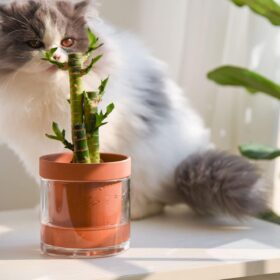 Phoenix Vine 4-Inch Self-Watering Planter – Terracotta Clay Pot with Glass Reservoir for Indoor Plants, Herbs, and Succulents