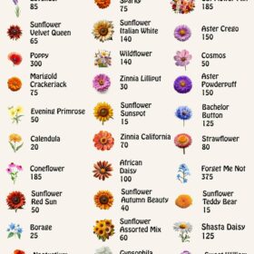 31-Pack Premium Heirloom Flower Seeds Collection – Non-GMO USA Grown Varieties for Pollinators, Beds & Containers