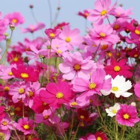 Cosmos Sensation Mix Flower Seeds - 200+ Non-GNO, Open Pollinated Blooms for Pollinators & Cut Flowers