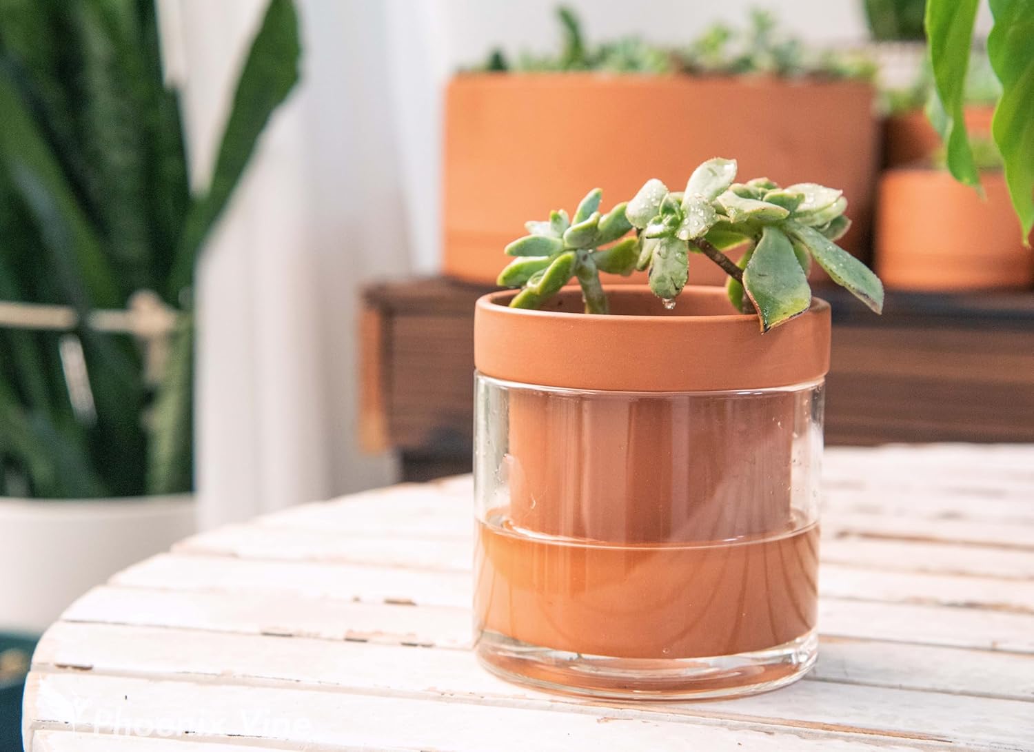 Phoenix Vine 4-Inch Self-Watering Planter – Terracotta Clay Pot with Glass Reservoir for Indoor Plants, Herbs, and Succulents