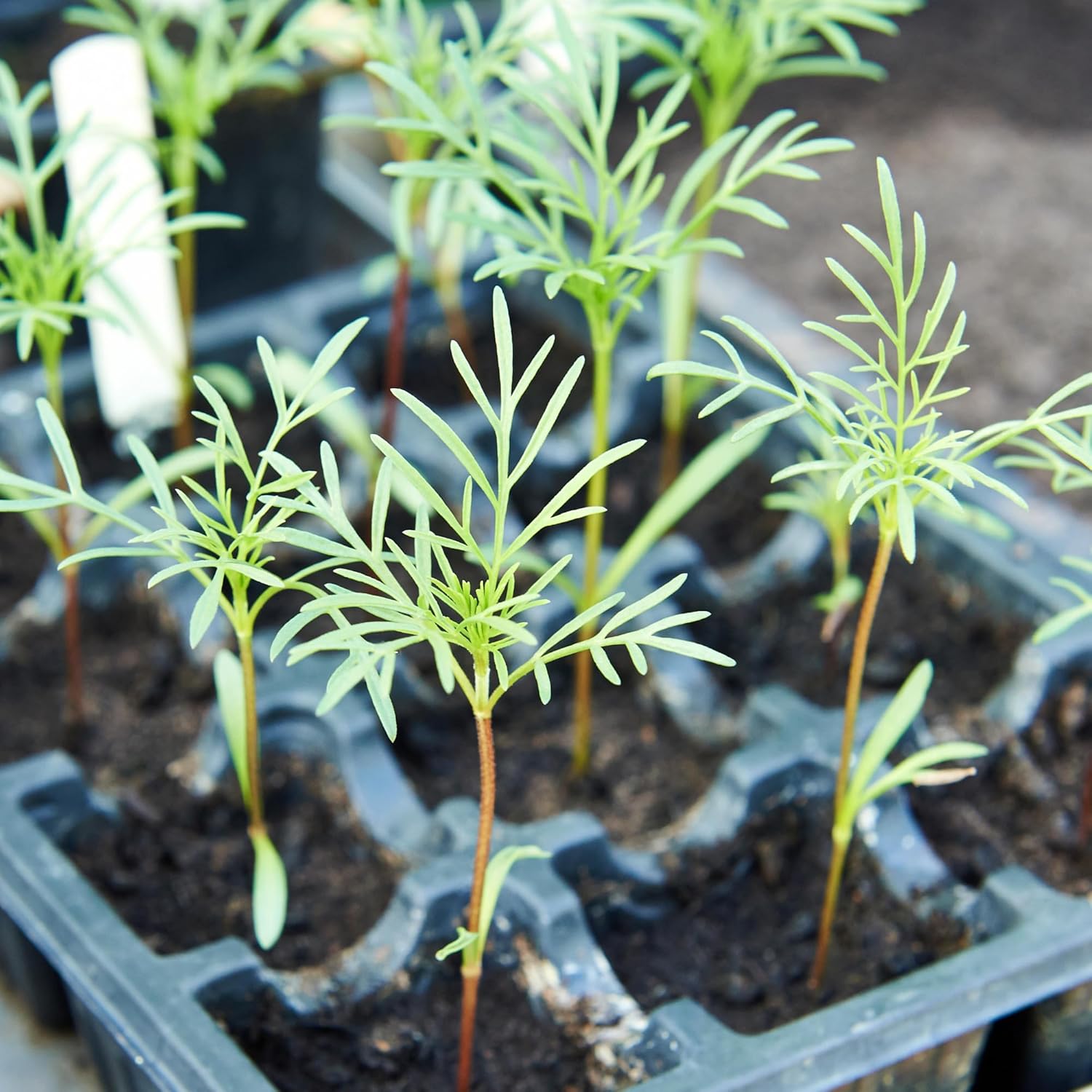 Cosmos Crazy Blend Flower Seeds – 10+ Varieties, Non-GMO & Open Pollinated – Bulk Resealable Packet for Butterfly Gardens, Cut Flowers & Xeriscaping