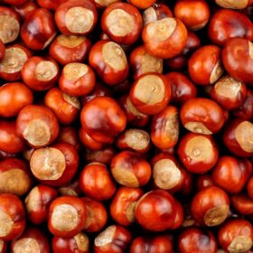 Fresh Raw Chestnuts (5 lb Bulk Box) – Premium Roasting & Cooking Nuts for Holiday Recipes | Naturally Sweet, High Fiber, Non-GMO, Gluten-Free Healthy Snack