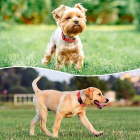 PenSeepet Padded Neoprene Reflective Dog Collar – Soft, Breathable Quick-Release Safety Collar for Medium & Large Dogs