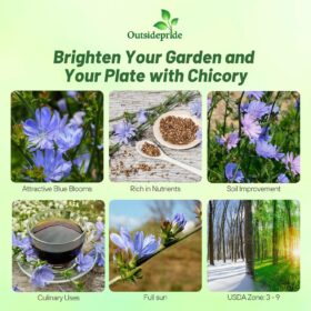 Outsidepride Chicory Seeds - 5,000 Bulk Non-GMO Perennial Wildflower Seeds - Drought Tolerant Blue Flowers for Pollinators, Wildlife Food Plots & Pasture Forage