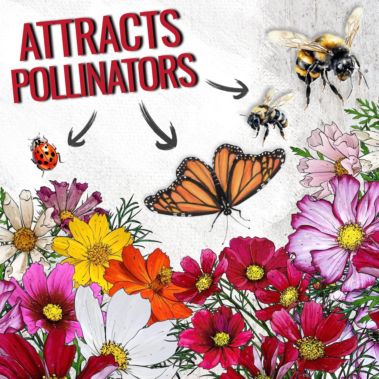 Cosmos Crazy Blend Flower Seeds – 10+ Varieties, Non-GMO & Open Pollinated – Bulk Resealable Packet for Butterfly Gardens, Cut Flowers & Xeriscaping