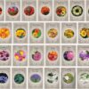 31-Pack Premium Heirloom Flower Seeds Collection – Non-GMO USA Grown Varieties for Pollinators, Beds & Containers