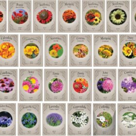 31-Pack Premium Heirloom Flower Seeds Collection – Non-GMO USA Grown Varieties for Pollinators, Beds & Containers
