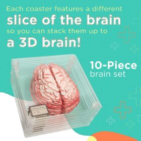 Anatomic Brain Specimen Coasters - Set of 10 Glass Novelty Drink Coasters with Storage Case – Unique Science & Medical Gift